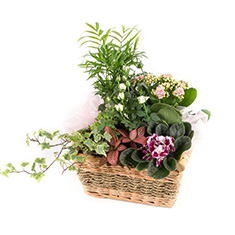Florist choice Planted Basket with seasonal outdoor plants 