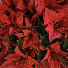Red Poinsettia