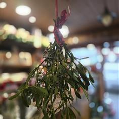 Mistletoe 