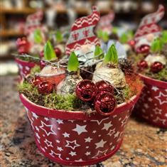 Christmas Hyacinth Bowl Large