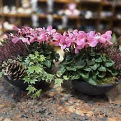 Autymn Planter in ceramic bowl