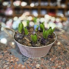 Spring Planter in metal bowl
