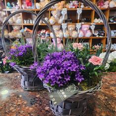 Planted Basket Purple