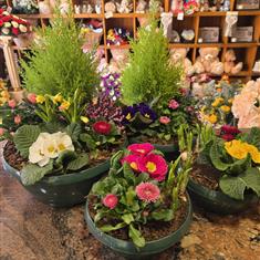 Ronaldos Choice Spring Plants 3 sizes