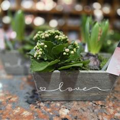 Spring Planter Box 8x17cm