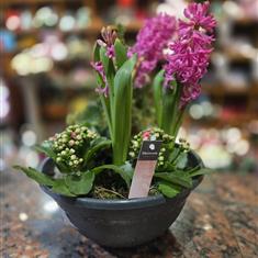 Hyacinths &amp; mixed plants
