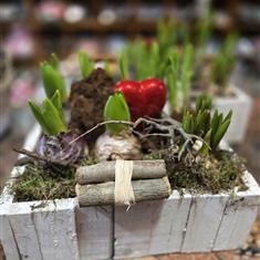 Spring planter in Wooden Box Large