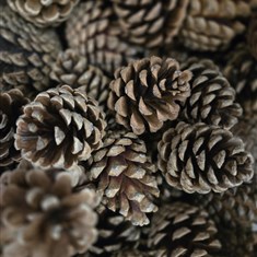 Bag of Pinecones